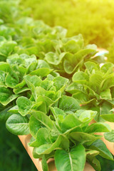 Green cos lettuce organic hydroponic vegetable at sunrise.