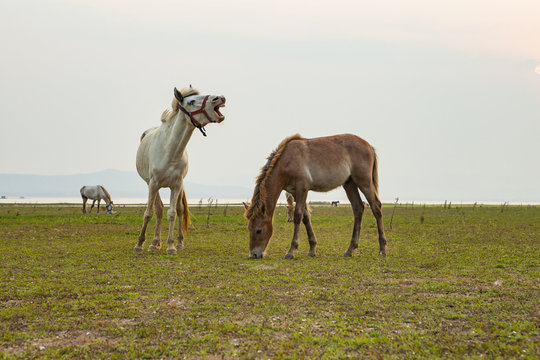 flock of domestic horse eating green grass in field