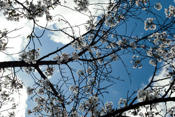 Springtime sky framed by cherry blossoms. Blue sky with clouds , trees and branches. Looking upwards and on-wards. Inspirational nature.