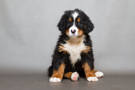 Berner Sennenhund" Images – Browse 15,552 Stock Photos, Vectors, and Video  | Adobe Stock