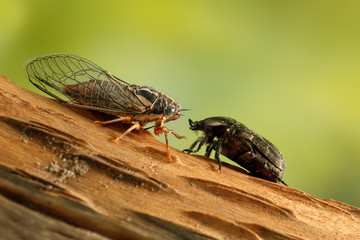 Cicada Euryphara and Rose chafer (cetonia aurata) on a twig looks at each other on a background of green foliage.