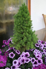 Hauseingang mit Blumentopf
