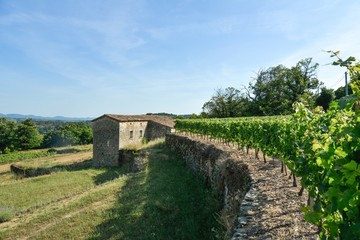 Dörfchen zwischen Weinbergen in Südfrankreich