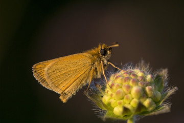 Butterfly (Thymelicus lineola)