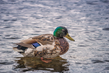Close up of a Duck swimming in a lake - Taken in the Lake District