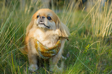 Little red light dog pekingese sit in field at warm evening and rest. Fashionable pet with silk scarf
