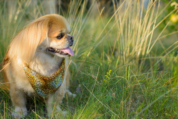 Little red light dog pekingese sit in field at warm evening and rest.