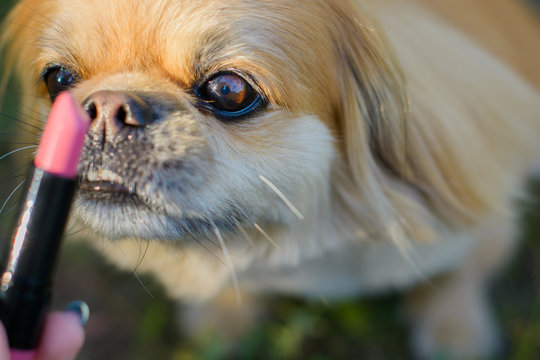 best clippers for pekingese