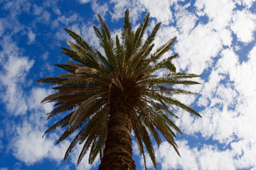 Palm tree under the blue sky