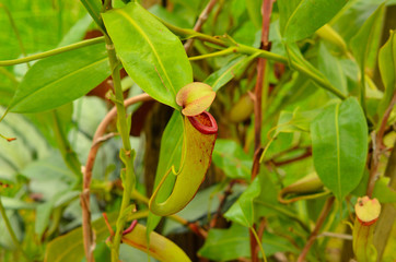 Carnivorous or Nepenthes, Monkey Cup