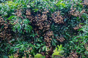 Tropical Longan orchards