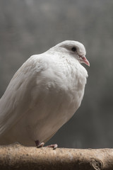 White dove close-up