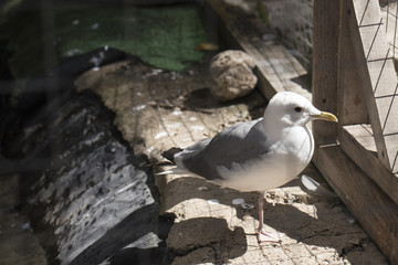 Seagull of white and gray colors