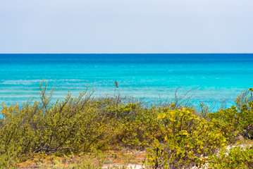 Landscape of the beach of the Playa Paradise, on the island of Cayo Largo, Cuba. Copy space for text.