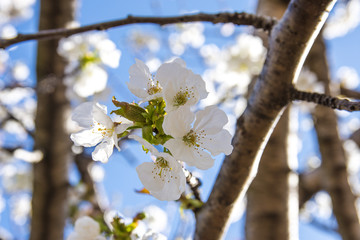 Ciliegi in fiore