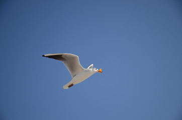 Seagull in flight