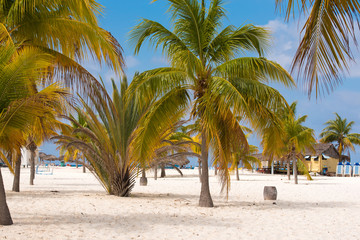Fototapeta na wymiar White sand and palm trees on the beach Playa Sirena, Cayo Largo, Cuba.