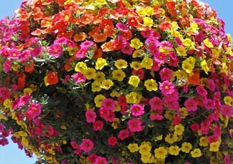 Multi colored million bells in bloom in a hanging basket