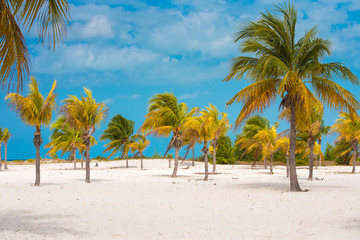 White sand and palm trees on the beach Playa Sirena, Cayo Largo, Cuba. Copy space for text.