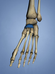 Navicular Bone, 3D Model