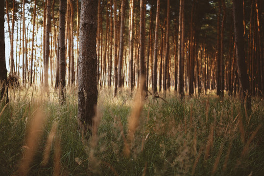 Kiefernwald in Norddeutschland bei Sonnenaufgang