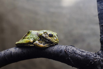 frog sitting on a tree branch