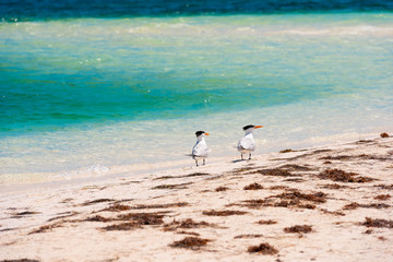 Fototapeta na wymiar Two seagulls on the beach Playa Paradise of the island of Cayo Largo, Cuba. Copy space for text.