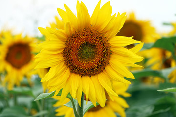 Sunflower grows and blooms