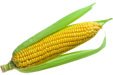 corn isolated on a white background