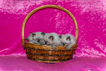 Persian seal point kittens in a basket on pink background