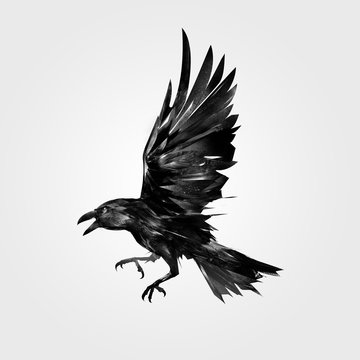 Drawn isolated the attacking bird Raven
