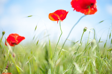 Red opium flower on blue sky background.Red poppies blossom on wild field.Opium poppy. Natural drugs. Macro opium flower. Poppy flower.