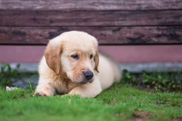 Cute Golden Retriever puppy