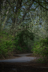 Forest Pathway 1