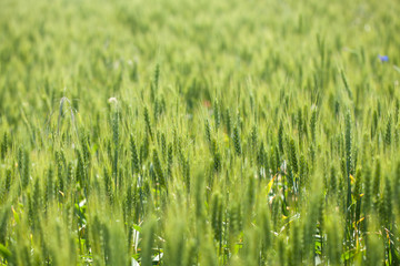 wheat field in sunny day. green wheat. Wheat field and countryside. fresh wheat