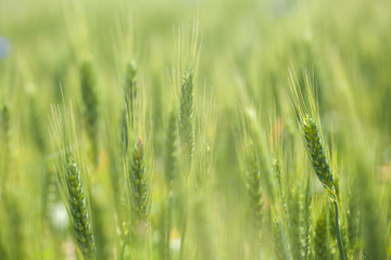 wheat field in sunny day. green wheat. Wheat field and countryside. fresh wheat