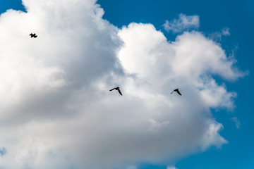 Birds silhouette in the blue sky