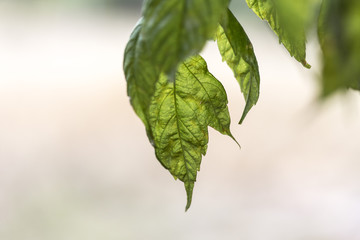 Fototapeta na wymiar Green leaf falling on a bright blurred background