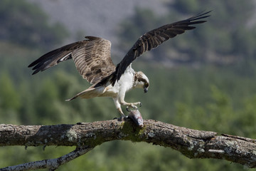 osprey