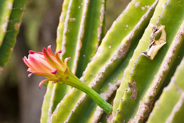 Flowering cactus, close-up.