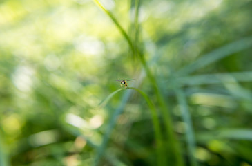 tiny bee on natural bokeh background