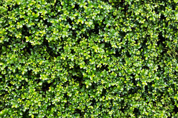 Green leaves background