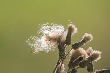 Distelsamen