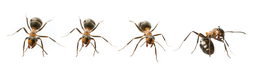 Fototapeta premium Red wood ant (Formica rufa) close up - macro photography