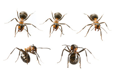 Red wood ant (Formica rufa) close up - macro photography