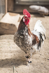 The rooster walks the sand