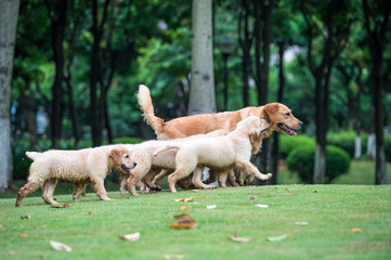 Obraz premium Cute Golden Retriever puppy