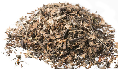 Red wood ant (Formica rufa) close up - macro photography