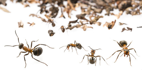 Red wood ant (Formica rufa) close up - macro photography