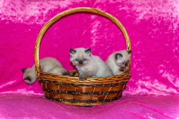 Persian seal point kittens in a basket on pink background